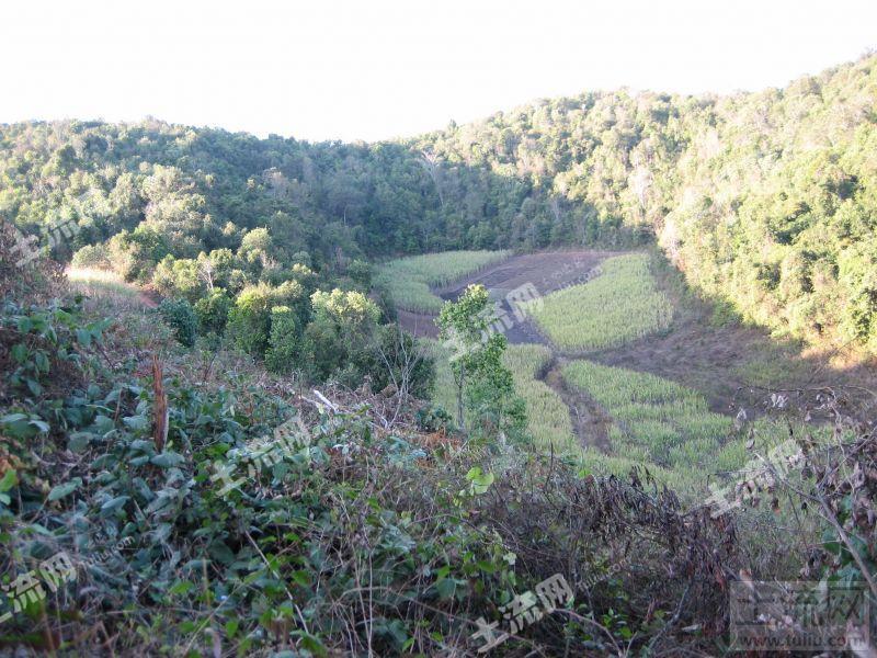云南省西双版纳州勐海县内有130亩丘陵地转让