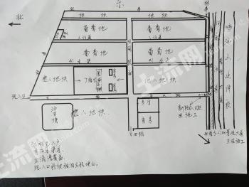 敦煌葡萄园家庭农场45亩