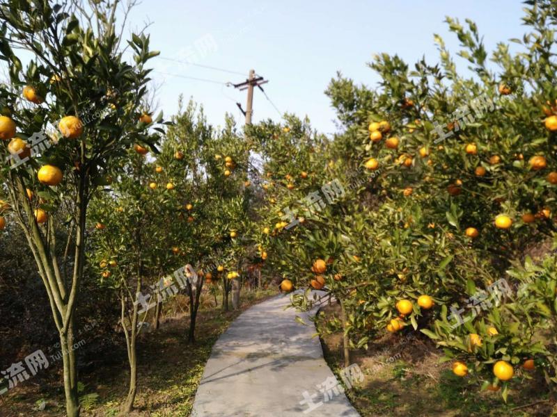 重庆巴南区 250亩 果园 出租