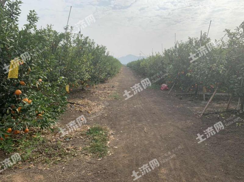 南宁横县 100亩 果园 转让