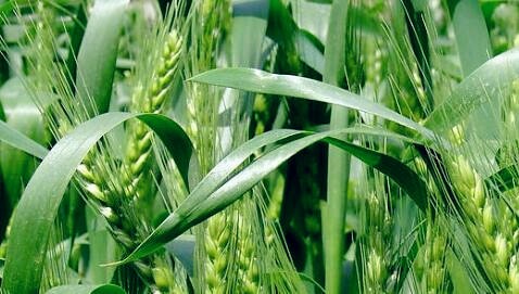 小麦山农22号栽培要点 - 产量怎么样 - 优缺点,,抗性 - 土流