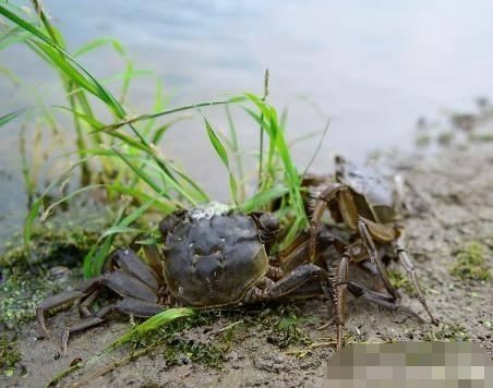 螃蟹爬边上岸是什么原因