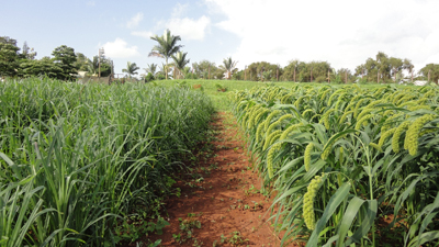 乌干达土地政策与农业资源概况
