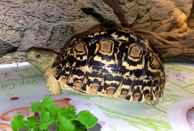 家养的豹龟吃什么草菜作为龟粮