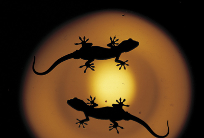 夜动作物壁虎吃什么害虫作为食品