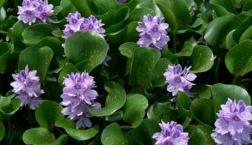 水葫芦为什么能浮在水面上?危害和防治处理方