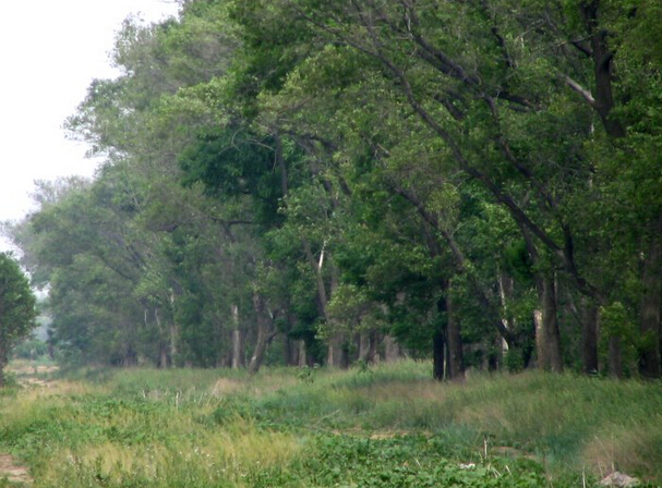 江西省林业产业发展前景及专项资金管理暂行办