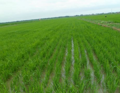 护不能纸上谈兵,如何守住18亿亩耕地红线?