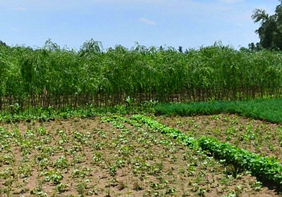 2016开平市农村产权流转交易管理办法