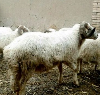 宁夏农村地区适合养殖牛、羊、马、鸡、