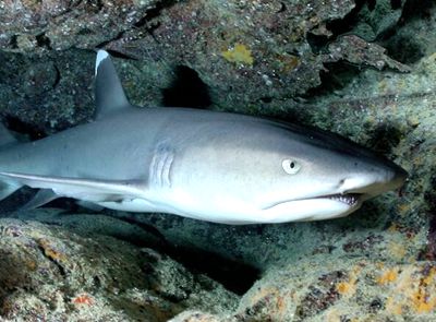 金枪鱼多少钱一斤?蓝鳍金枪鱼为什么那么贵?