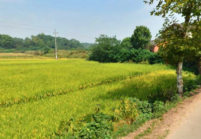 漳浦县关于下达2016年农业支持保护补贴资金的通知