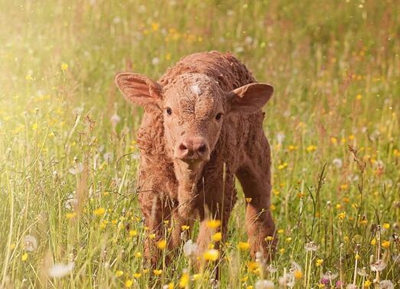 2017年养牛行情分析:肉牛养殖前景及发展趋势