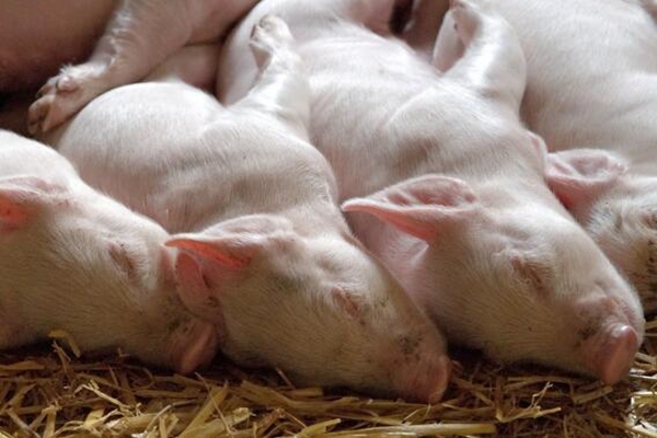 生猪价格行情预测:2017~2018年养猪行情怎么