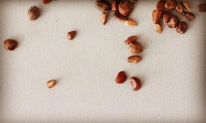 中国十大名花之第五位月季花种子为什么休眠?