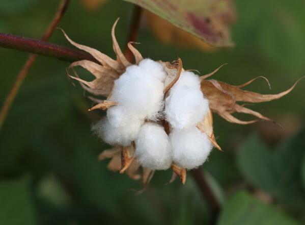 2016年新疆棉花价格补贴究竟能补多少?