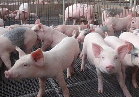 2017-2020年政府将倾斜这6大养猪补贴政策!