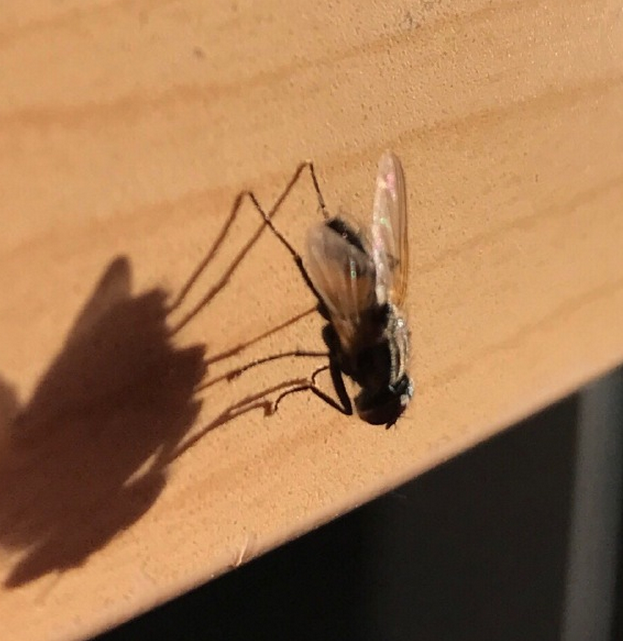常见飞行动物苍蝇 知了 蚊子 蝴蝶 蜻蜓的幼虫叫什么 土流网