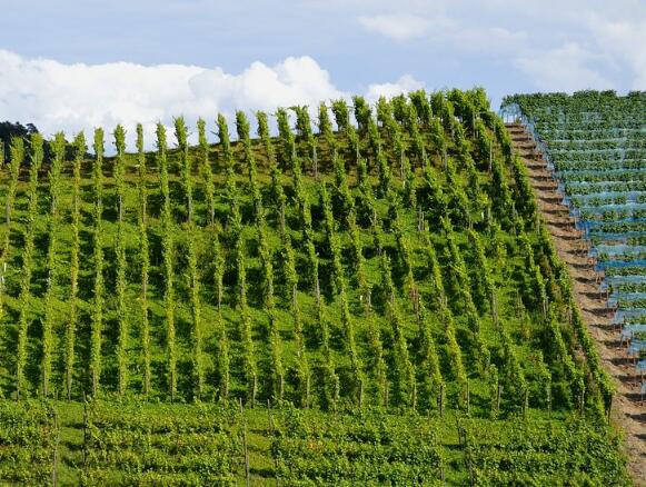 申请成立农村种植合作社有哪些步骤?