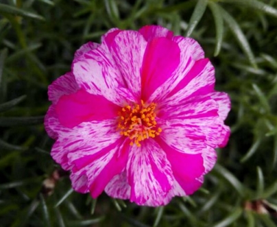 太阳花种子几月播种?怎么催芽?几月开花?