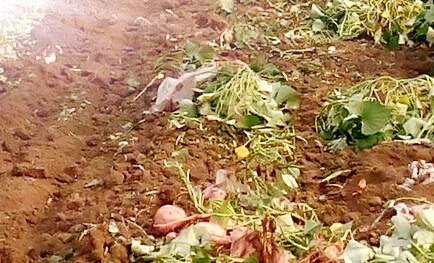 长寿食品红薯的种植时间、栽培方法和病虫害