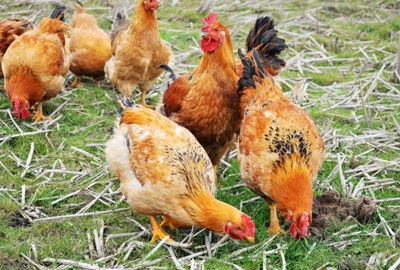 2017新优惠政策:农民工返乡创业,大力扶持给予