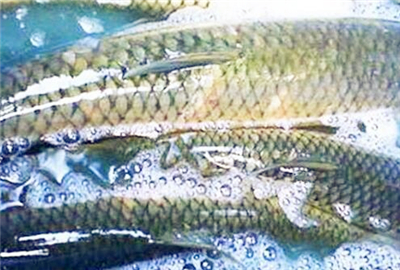 草鱼价格迅猛上涨!2017年水产品的走势如何?