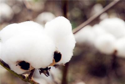 现在棉花价格多少钱一斤?2017年棉花行情走势