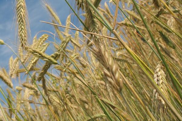 2017年小麦最低收购价已公布,农民一亩地能挣