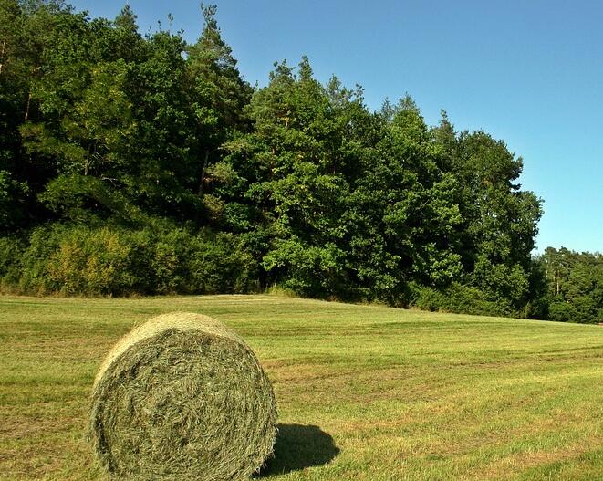 集体林权纠纷中的法律与政策适用(案例分析)