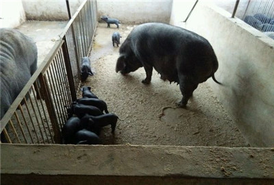 怎么养好母猪?养殖30头母猪成本与利润分析