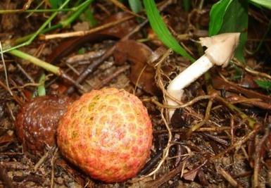 2017年广州增城荔枝菌的价格多少钱一斤?它的