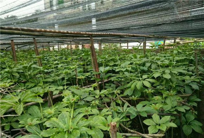 重楼价格是多少钱一斤?有哪些功效与作用?