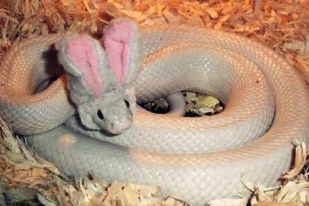 宠物蛇会记得主人吗?哪种品种最听话?身上的