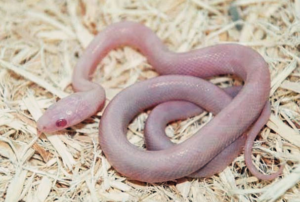宠物蛇会记得主人吗?哪种品种最听话?身上的