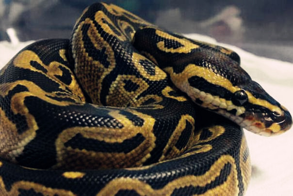 宠物蛇会记得主人吗?哪种品种最听话?身上的