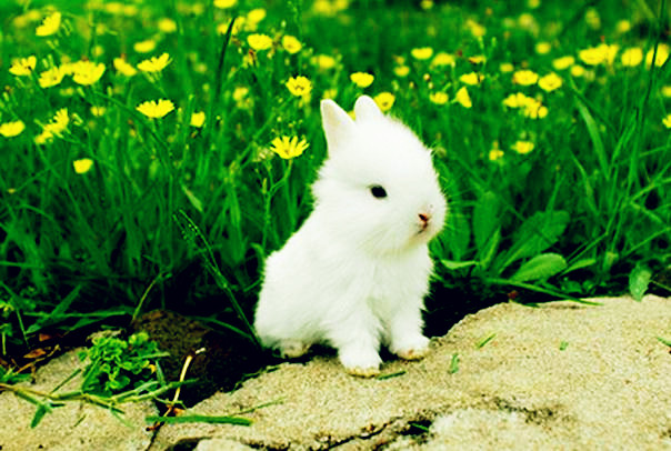 兔子吃什么草会死?母兔吃什么好下奶?幼兔子