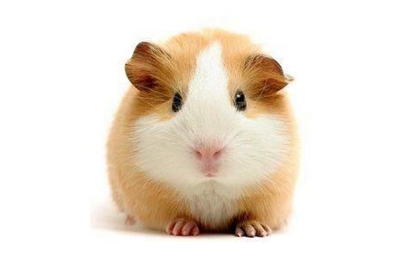 荷兰猪的价格是多少钱一只?怎么饲养?最爱吃