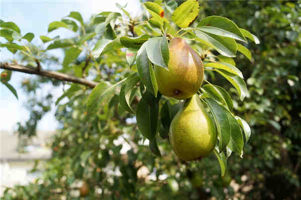 香梨是什么季节的水果?多少钱一斤?和雪梨有