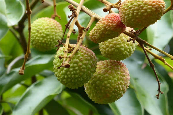 荔枝主要种植在哪些地区?采摘季节是什么时候