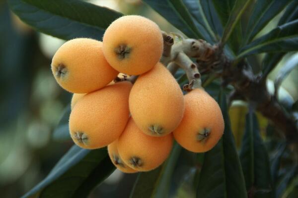 枇杷种子多少钱一斤?种下的几年能结果?怎么