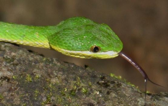 蛇的寿命究竟有多长?是胎生还是卵生?
