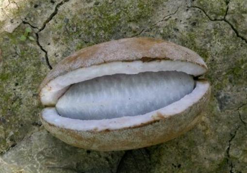 八月炸果多少钱一斤?怎么吃?市场前景如何?