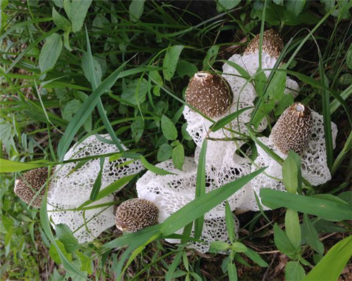 竹荪市场价格多少钱一斤?它有什么营养价值?