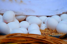 未来鸡蛋价格行情预测会涨吗?2018养殖蛋鸡利