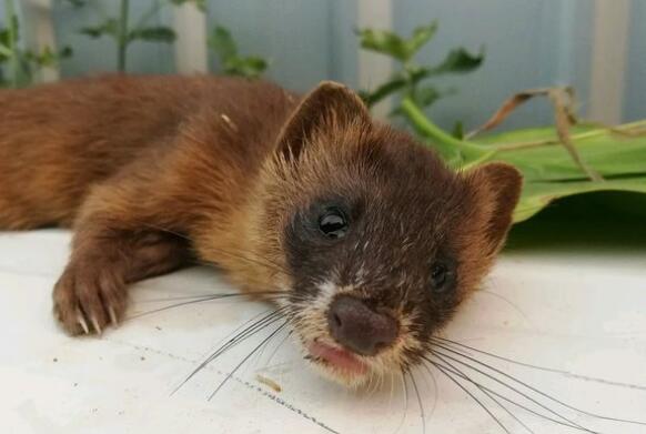 非野生黄鼠狼皮多少钱一张?养殖前景怎么样?