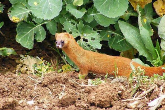 非野生黄鼠狼皮多少钱一张?养殖前景怎么样?