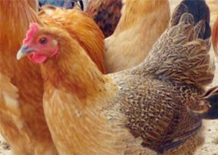 养殖3000只散养土鸡需投入多少钱?2018年养