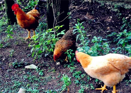 养殖3000只散养土鸡需投入多少钱?2018年养