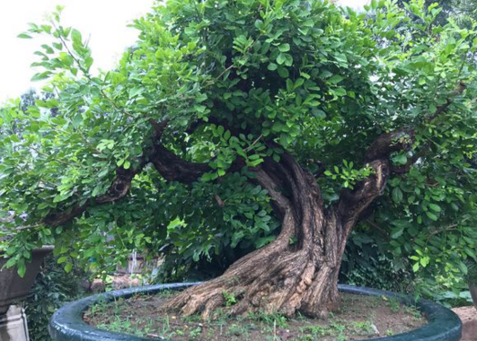 九里香什么时候开花?能放卧室吗?怎样栽培?